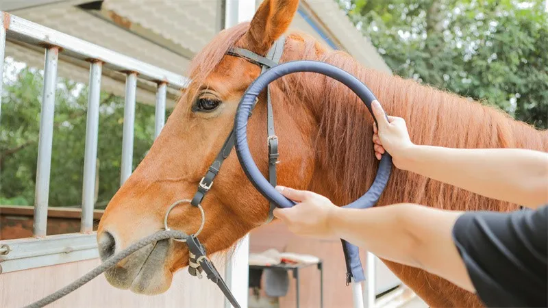 PEMF therapy horse PEMF therapy horse