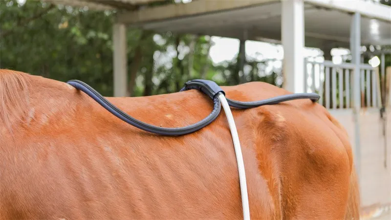 PMST loop for animal PMST loop for animal